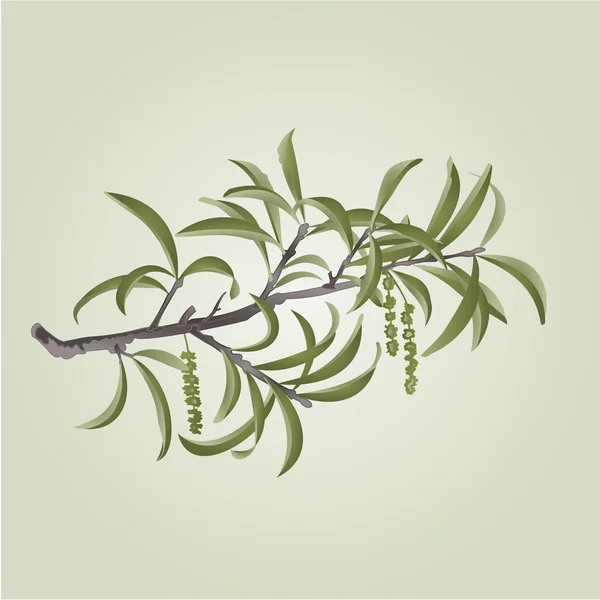 Willow branch with catkins vector — Stock Vector