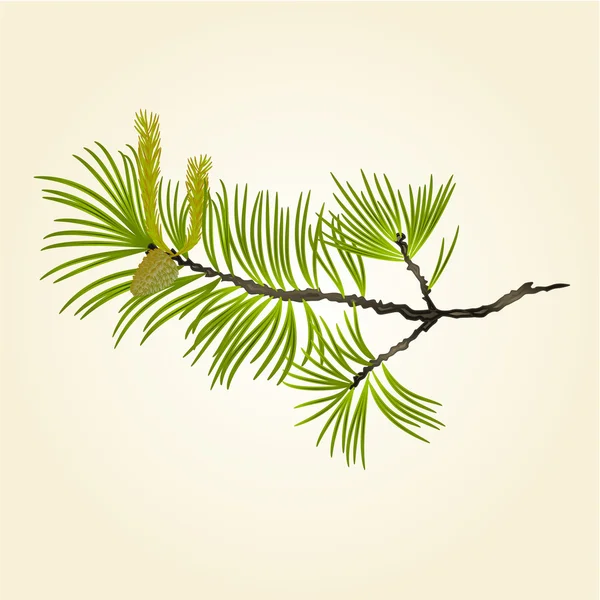 Bloeiende pine tree vector — Stockvector