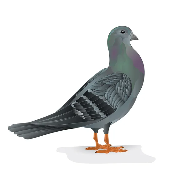 Paloma reproductores aves vector — Vector de stock