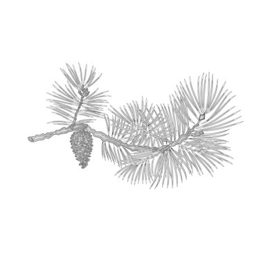 Çam kozalağı vintage oyma vektör olarak ile çam dalı
