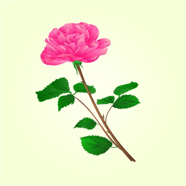 Pink rose stem vector — Stock Vector