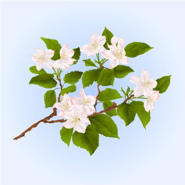 Çiçekler vektör ile elma ağacının dalını