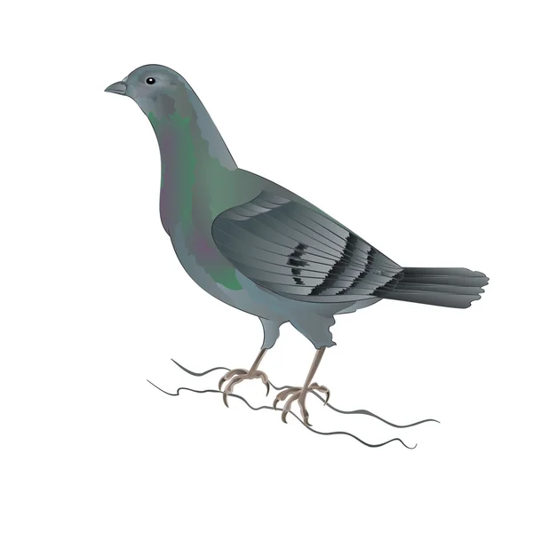Vettore colomba riproduttore di piccioni — Vettoriale Stock