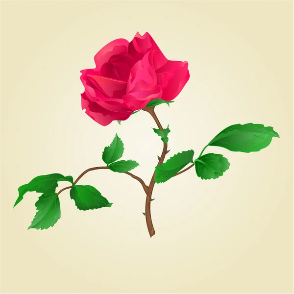 Red rose vintage vector — Stock Vector