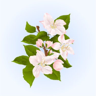 Elma ağacı dalı vektör çiçek ve tomurcukları ile