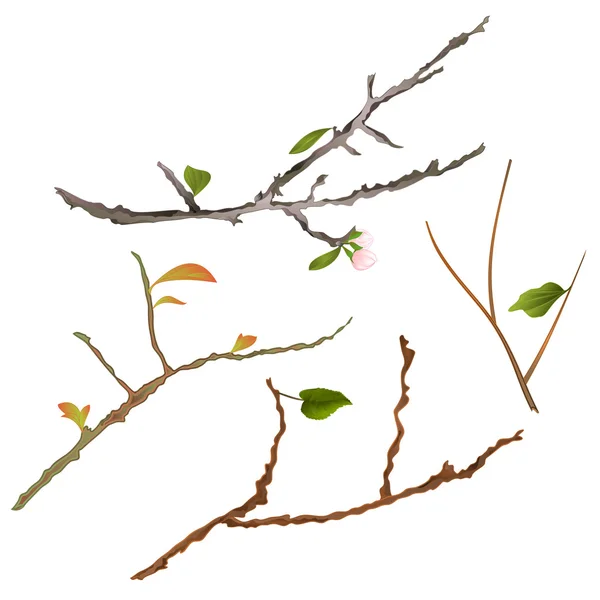 Çeşitli vektör şube