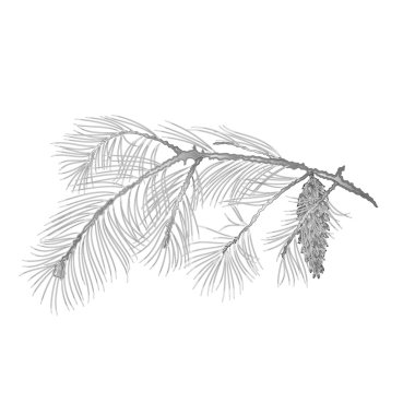 Vintage oyma vektör olarak pinecones ile çam dalı