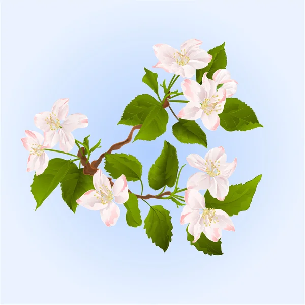 花のベクトルとアップル ツリー ブランチ — ストックベクタ