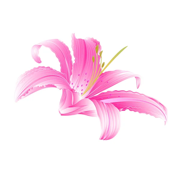 Roze bloem Lily vector — Stockvector