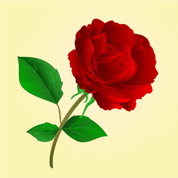 Květ fialový Rose vintage vektor — Stockový vektor