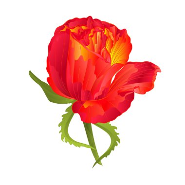 Turuncu gül çiçek vintage vektör