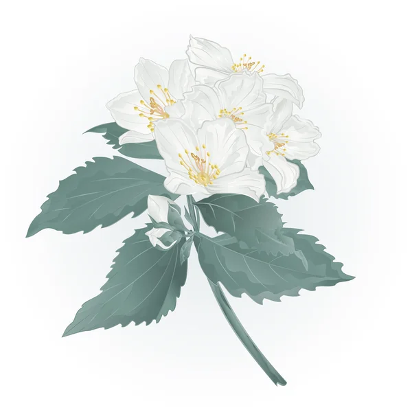 Bahar çiçek Yasemin ve tomurcukları vintage vektör