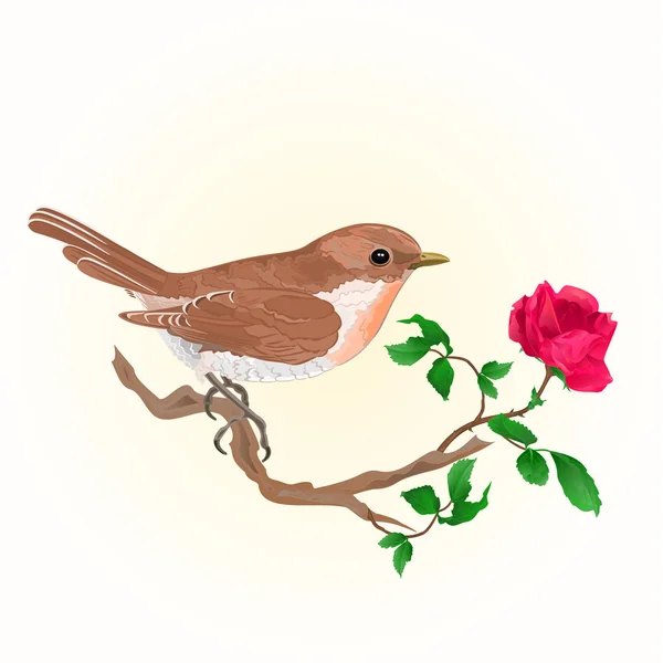 Kleine vogel en rose vintage vector — Stockvector