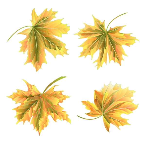 Vecteur de feuilles d'érable d'automne — Image vectorielle