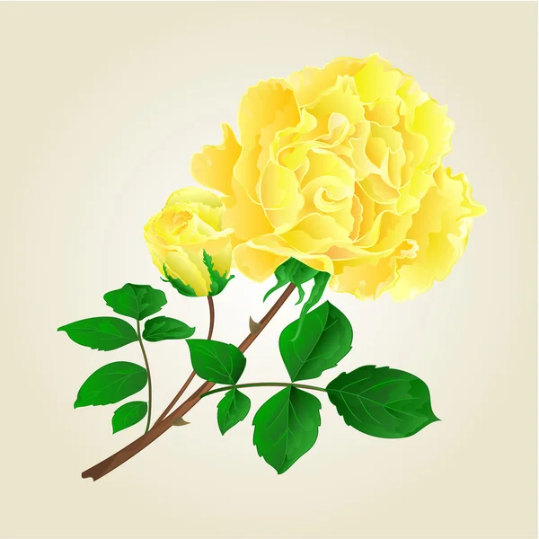 Yellow rose and rosebud  vintage vector — Stock Vector