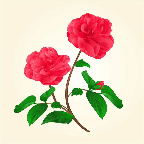Camellia Japonica blommor med bud vintage vektor — Stock vektor