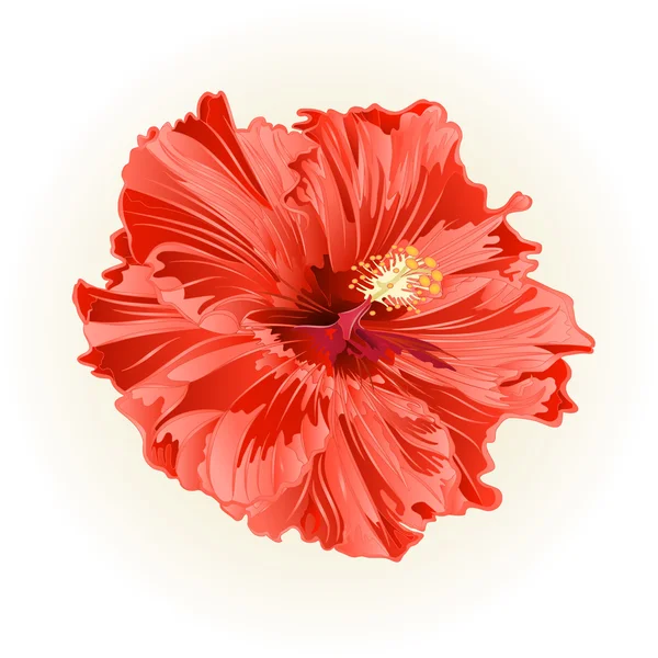 Hibiscus zalm kleur eenvoudig bloem vector — Stockvector