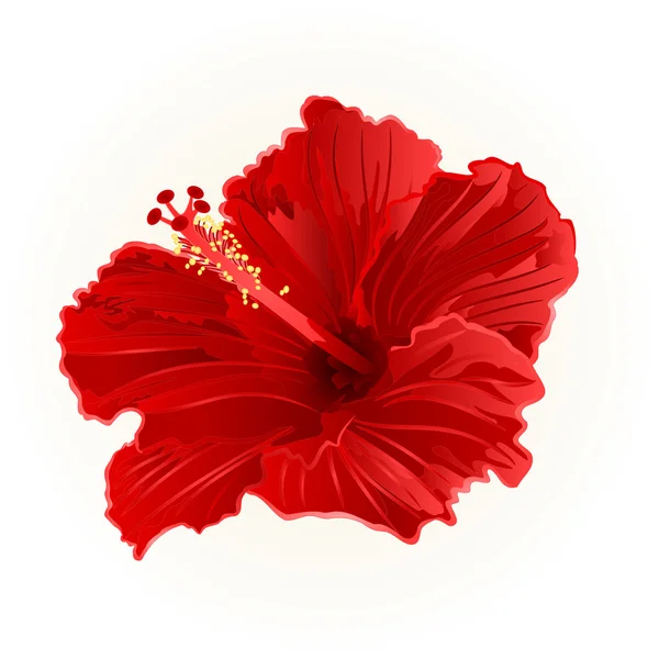 Eenvoudige vector rode hibiscus — Stockvector