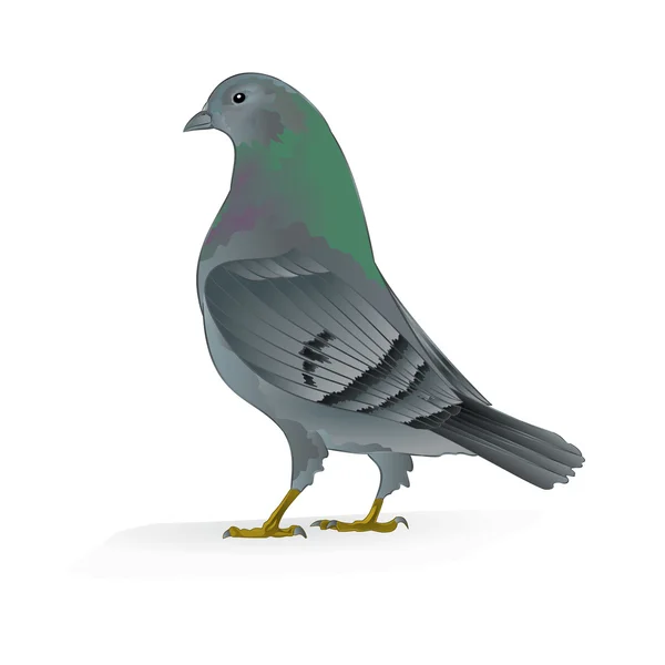 Прекрасный вектор почтовых голубей — стоковый вектор