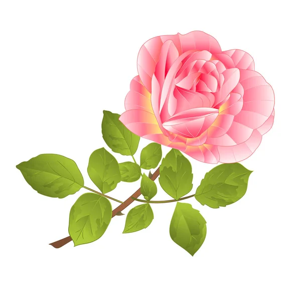 Rose Roze Steel Een Witte Achtergrond Aquarel Vintage Vector Botanische — Stockvector