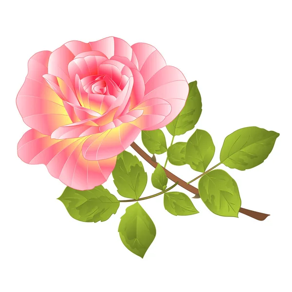 Rosa Ros Stam Vit Bakgrund Akvarell Vintage Vektor Botanisk Illustration — Stock vektor