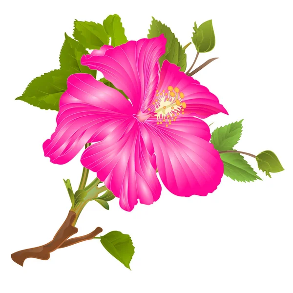 Pianta Tropicale Ibisco Rosa Fiore Gambo Sfondo Bianco Acquerello Vintage — Vettoriale Stock