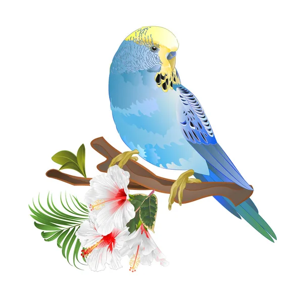 Niebieski Papuga Budgerigar Domowy Zwierzak Pet Papuga Lub Papuga Lub — Wektor stockowy