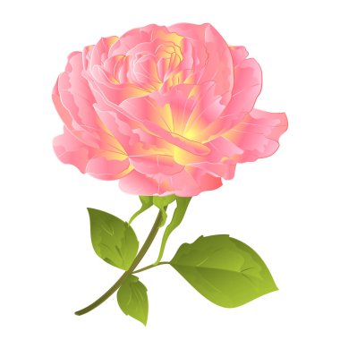 Beyaz zemin üzerinde pembe gül turuncu gövde suluboya vintage vektör botanik çizim el çizimi düzenlenebilir