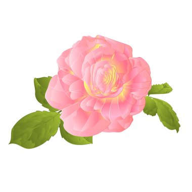 Beyaz zemin üzerinde pembe gül turuncu gövde suluboya vintage vektör düzenlenebilir botanik el çizimi