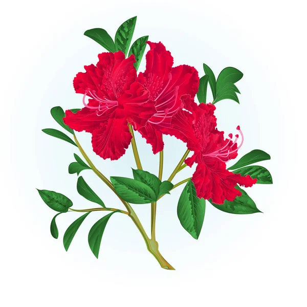 Strauch Roter Rhododendron Zweig Mit Blüten Und Blättern Aquarell Vektor — Stockvektor