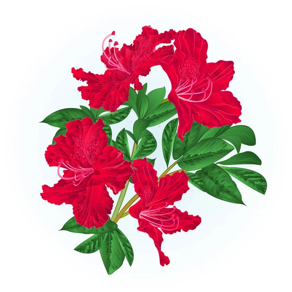 Arbusto Vermelho Rododendro Galho Com Flores Folhas Aquarela Vintage Mão — Vetor de Stock