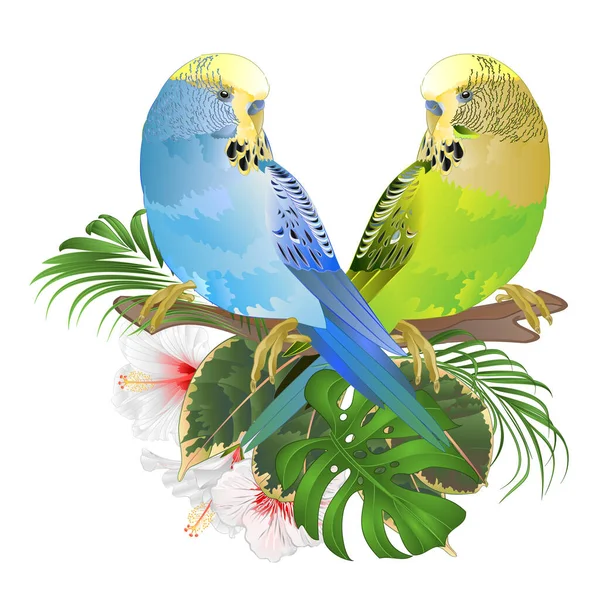 Blue Green Parakeets Budgerigars Home Pet Pet Parakeet Budgie Shell — Vector de stock