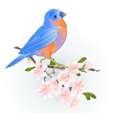 Sakura kiraz dalında mavi kuş suluboya yapraklı pembe çiçek arka plan vintage vektör illüstrasyon düzenlenebilir el çizimi