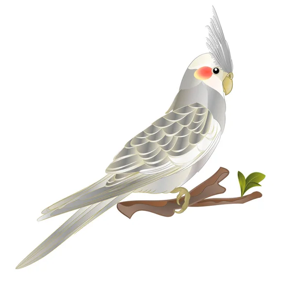 Cockatiel Cannella Carino Uccello Tropicale Divertente Pappagallo Acquerello Stile Sfondo — Vettoriale Stock