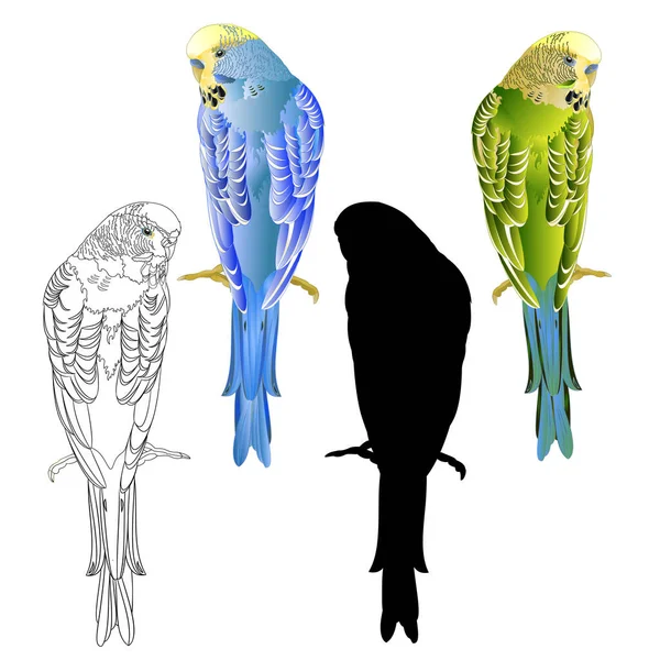 Blauwe Groene Parkiet Budgerigar Huisdier Budgie Shell Parkiet Omtrek Silhouet — Stockvector