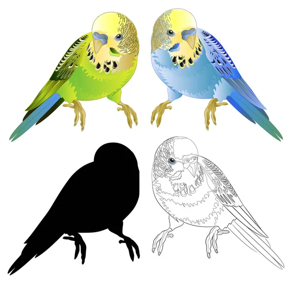 Groene Blauwe Parkieten Budgerigar Huisdier Budgie Shell Parkiet Omtrek Silhouet — Stockvector