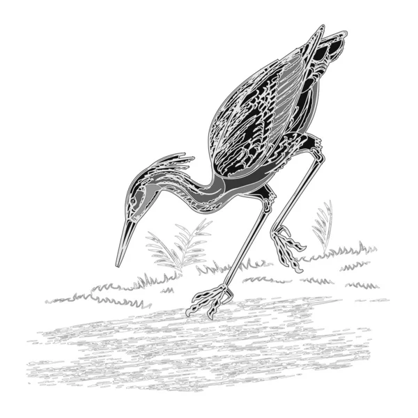 Heron oiseau d'eau vintage gravure vecteur — Image vectorielle