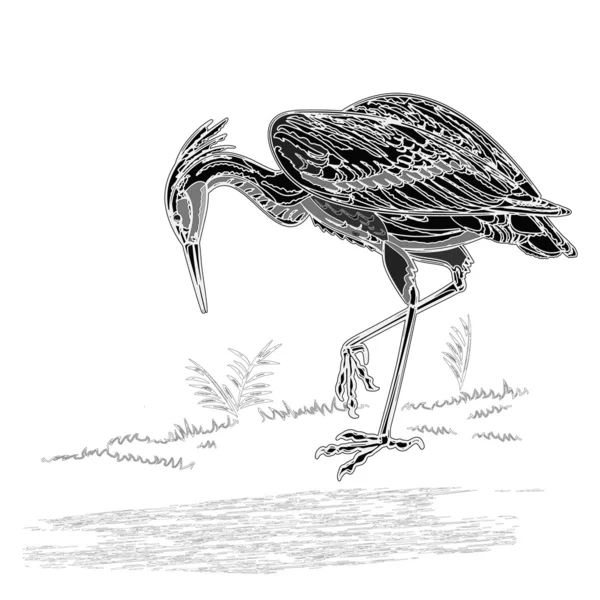 Heron fågel vintage gravyr vektor illustration — Stock vektor