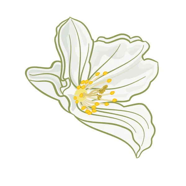 Jazmín aislado vector de flores — Archivo Imágenes Vectoriales