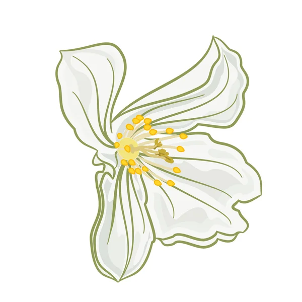 Vektor weißer Jasminblüten — Stockvektor