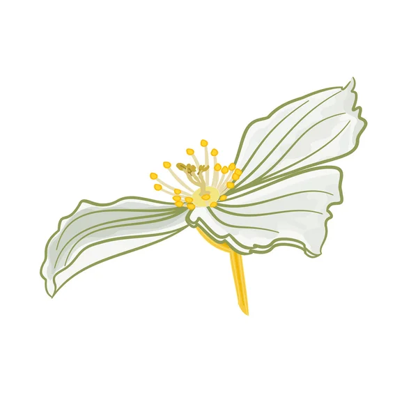 Jazmín blanco flores vector — Vector de stock