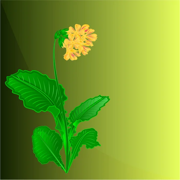 Primrose primavera flor lugar para el vector de texto — Archivo Imágenes Vectoriales