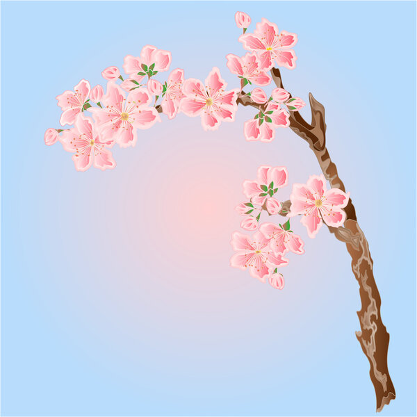 Cherry blossoms Spring  background place for text  vector illustration