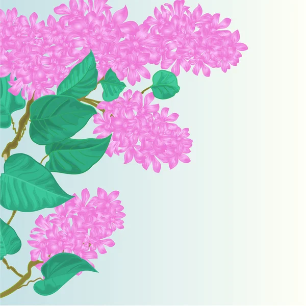 Gren av lila blommor vektor illustration — Stock vektor
