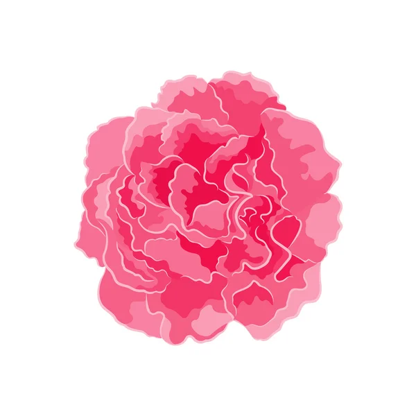 Rose pink separate vector