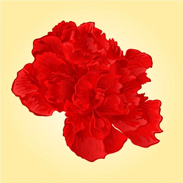 Hibisco rojo flores tropicales vector — Vector de stock