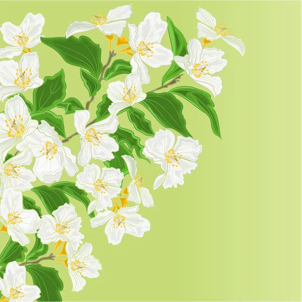 Jasmin Frühling Hintergrund Vektor — Stockvektor