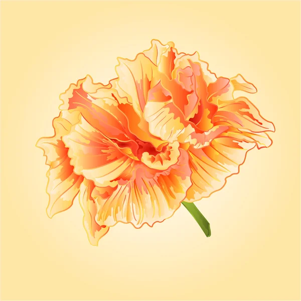 Tropical flowers yellow hibiscus vector