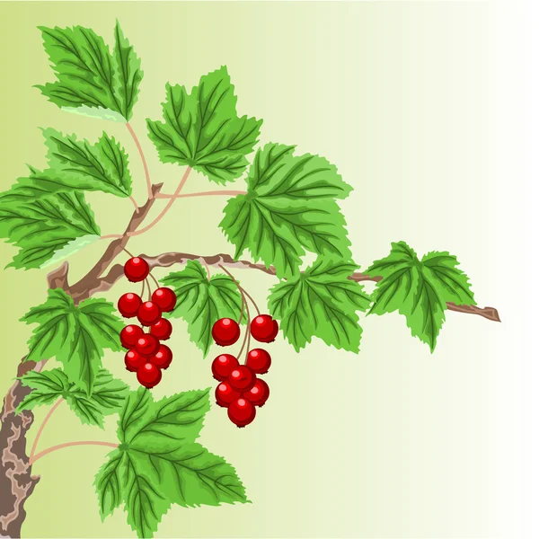 Twig with red currant  vector — ストックベクタ