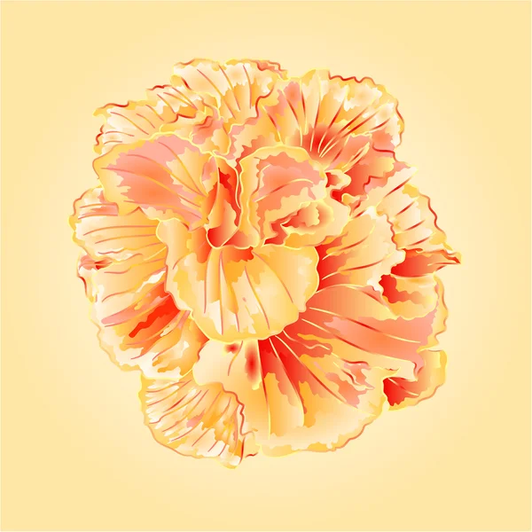 Tropische bloemen gele hibiscus vector — Stockvector